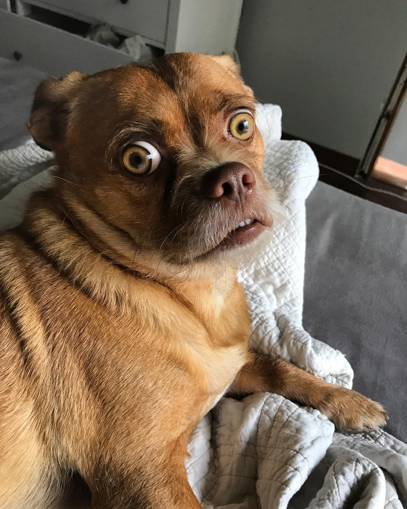 Illustration for article titled Bacon, el perro extremadamente preocupado es el meme viral que necesitábamos